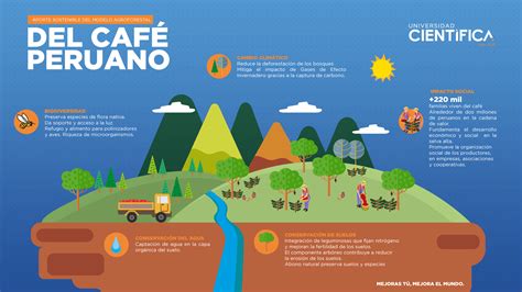 ᐈ Descubre los beneficios del café orgánico peruano para tu salud y el