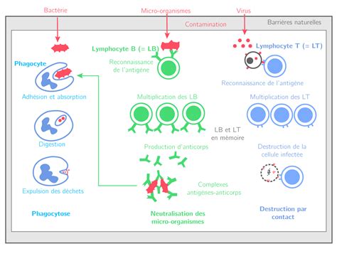 Greffon Et Système Immunitaire Tpe Don Dorganes Et Greffe Rénale