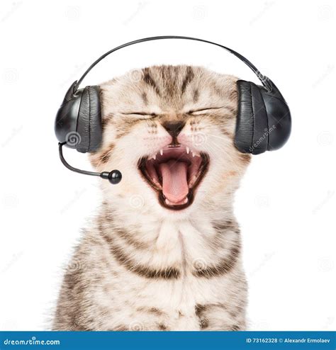 Gatito Que Ma Lla Con Las Auriculares Del Tel Fono En El Fondo Blanco