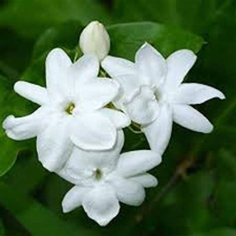 Jasmine Plant sambac Indian Jasmine Arabian Jasmine Maid - Etsy