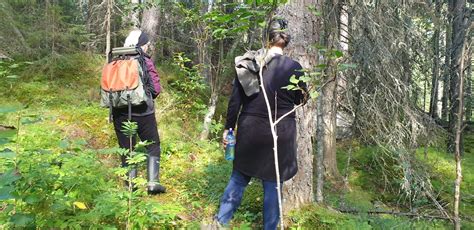 Hiking in old-growth forest Sweden an unique outdoors experience