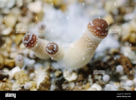 Alcanbezi Mushroom Pins Stock Photo Alamy