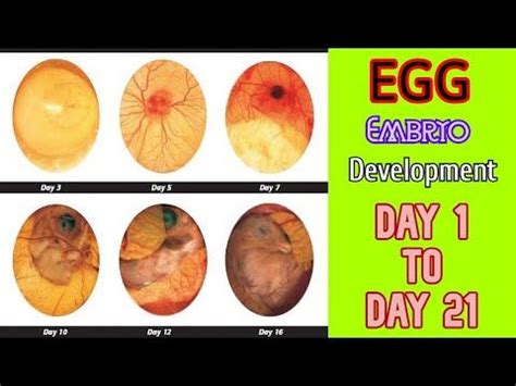 Egg Embryo Development Day By Day Egg Candling Day To