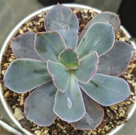 Echeveria Paul Bunyan Variegated Extra Rare Hybrid Succulent Etsy