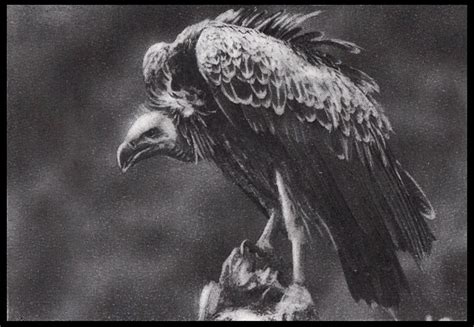 Vulture 2 By Fredrikeriksson1 On Deviantart