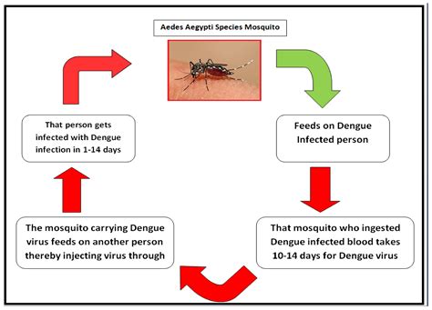 Dengue Mosquito Life Cycle