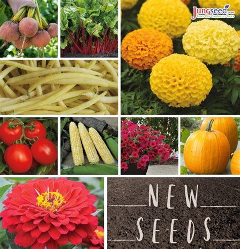 Companion Planting Guide Jung Seed Gardening Blog