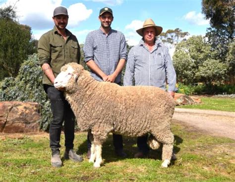 The Top Merino Ram Wool Studs In Australia In Farm Online Act