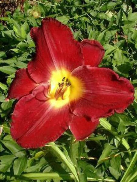 Hemerocallis Strutters Ball Lis Dun Jour Daylily Jardins