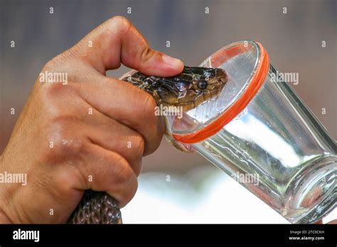 Snake Venom Hi Res Stock Photography And Images Alamy