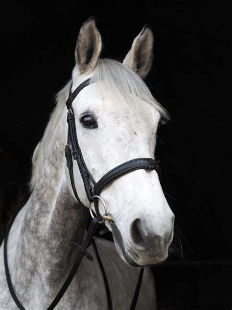 Horse In Bridle Headshot Stock Image Image Of Nostril 111726441