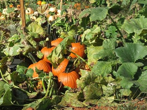 How To Find The Perfect Pumpkin N C Cooperative Extension