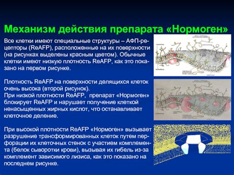«Нормоген» – противоопухолевый препарат будущего презентация, доклад