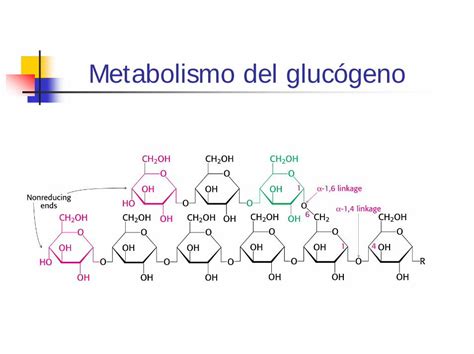 Pdf Metabolismo Del Gluc Geno Universitat De Val Ncia Dokumen Tips