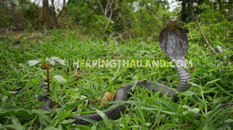 Naja Siamensis Indochinese Spitting Cobra