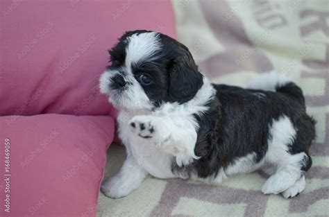 Cute Black And White Shih Tzu Puppies