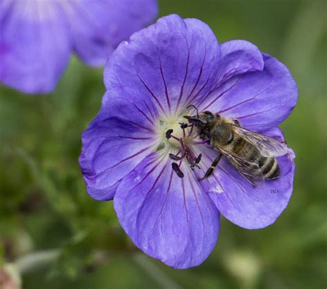 Common Colletes Bee Solitary Project Noah