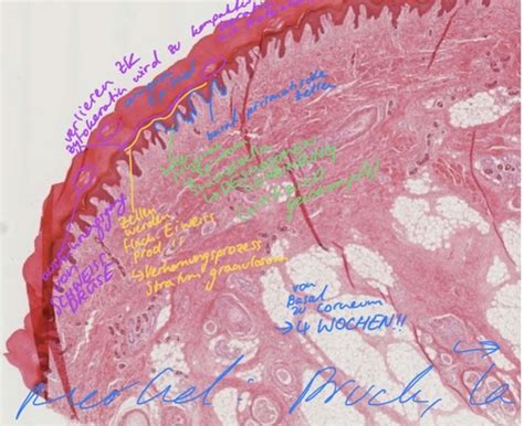 Histologie Haut Karteikarten Quizlet