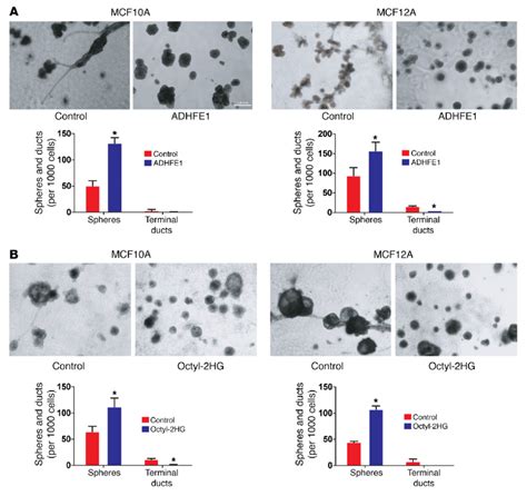 Adhfe1 And Cell Permeant D 2 Hydroxyglutarate Induce Sphere Formation