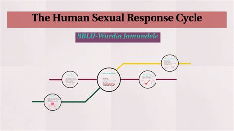 The Human Sexual Response Cycle By Nadia Jammal On Prezi