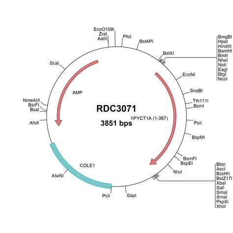 Human Pcyt A Np Versaclone Cdna Rdc R D Systems