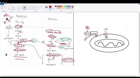 Top 109 + Apoptosis intrinsic and extrinsic pathway animation ...