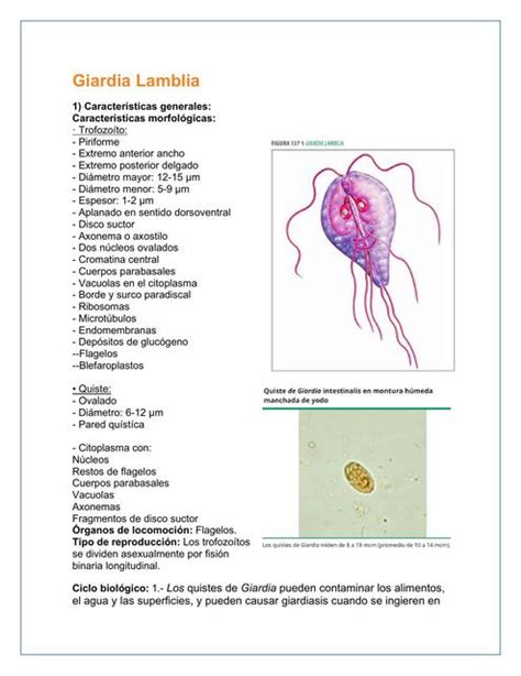 Giardia Lamblia Giardiasis Xavier Gm Udocz