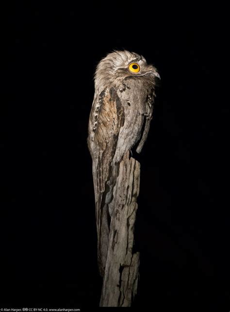 Meet the Potoo bird: the living meme