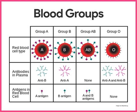 Blood Types And Transfusions Worksheet