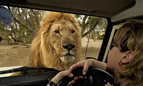 A Woman Driving A Car With A Large Lion On The Back Seat And Another