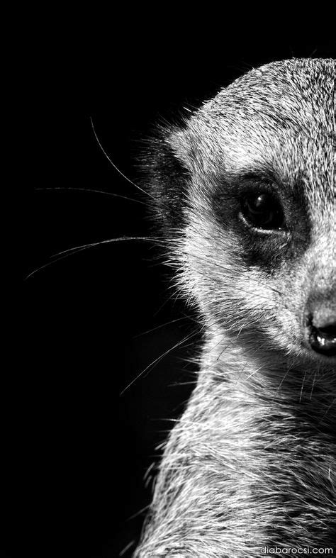 36 High Contrast Animal Photos Ideas Animal Photo Animal Photography