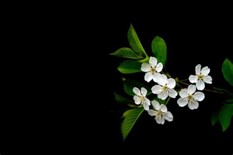 Ramo De Cerejeira Em Flor Flores Brancas Da Primavera Rvore Do Vinho