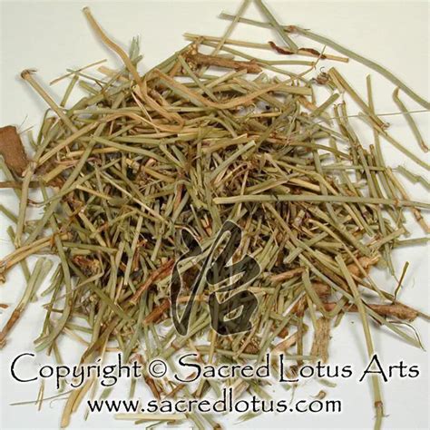 Chinese Herb Ma Huang Ephedra Stem Herba Ephedrae