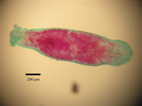 Figure 1 From Parasites Of Largemouth Bass Micropterus Salmoides In Northern California