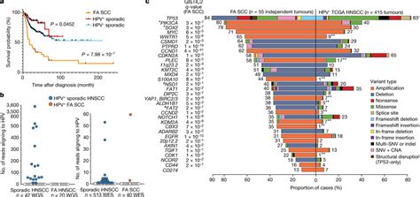 Comparison Of The Mutational Landscapes Of Fa Sccs And Sporadic