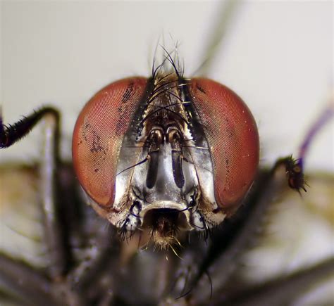 Thelaira Nigrina Male Face Elveden Centerparc Suffolk Flickr