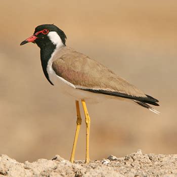 Birdfinders Birdwatching Holidays United Arab Emirates