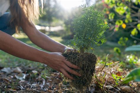 Plantar árboles cómo hacerlo y qué beneficios tiene