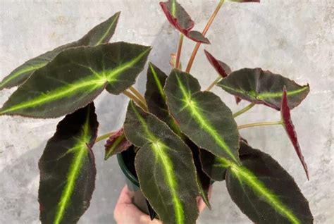 Sarracenia Trumpet Pinchers Gippsland Indoor Plants