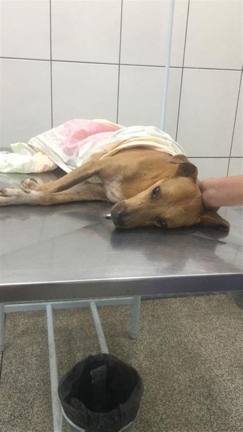 Cachorro morre em clínica de Rio Branco após ser resgatado sinais