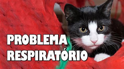 Gato Problemas Respirat Rios Gatil Hauser Youtube