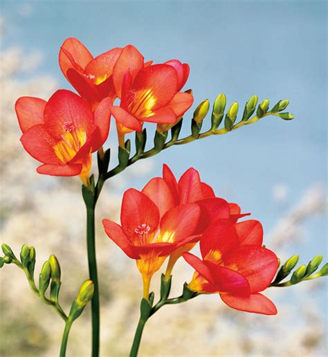 Freesia Hybrida Freesia Hybrida Royal Crown Red Evanthia