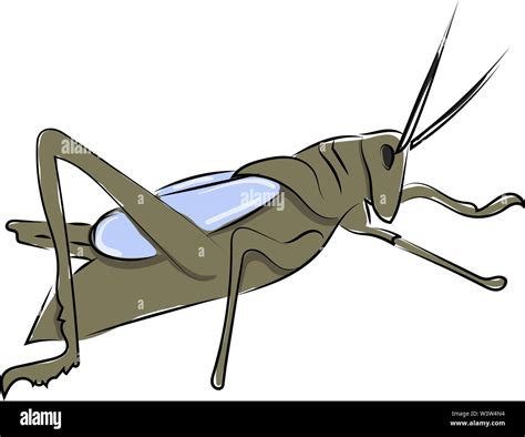 Grasshopper Drawing Hi Res Stock Photography And Images Alamy