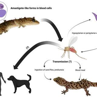 Schematic Representation Of The Cutis Of A Mammal And A Lymph Node A