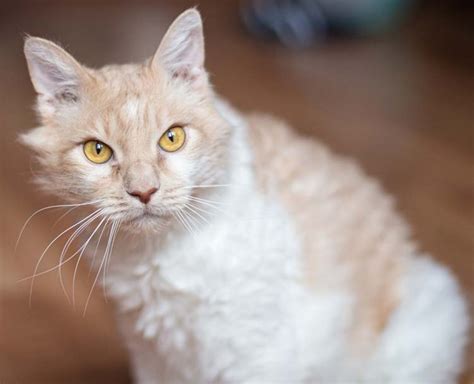 Razas De Gatos Naranjas Y Hermosos Patrones Atrigrados