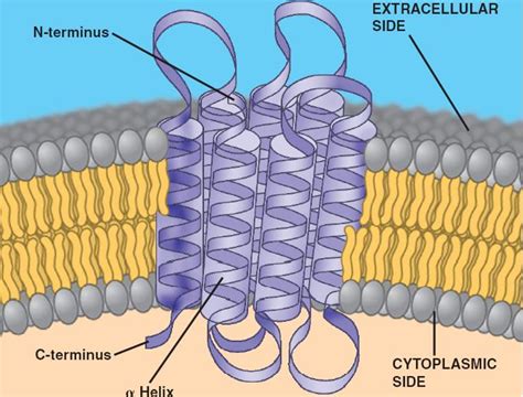 transmembrane protein - meddic