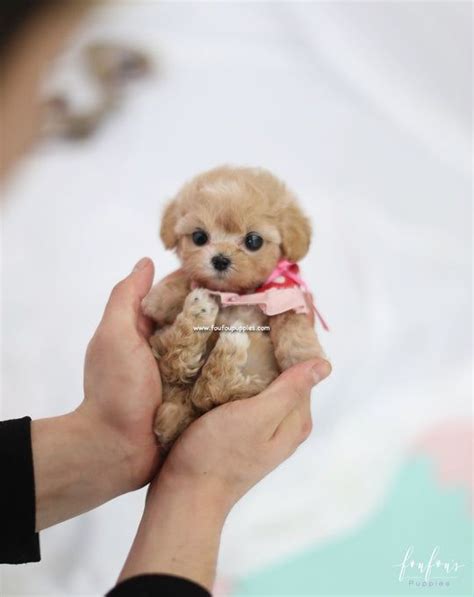 Teacup Maltipoo Puppies For Sale Artofit