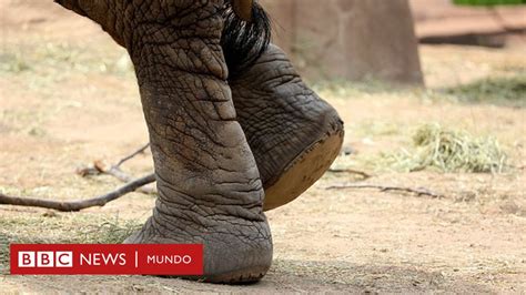 Taburetes Con Patas De Elefante El Sorprendente Regalo A Los