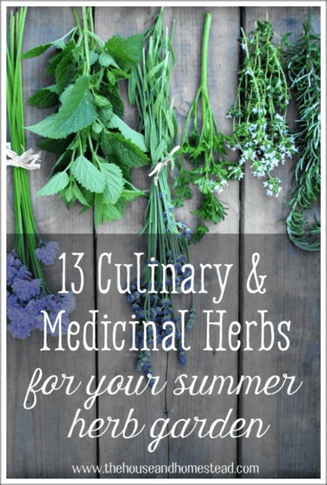 Culinary And Medicinal Herbs To Grow At Home