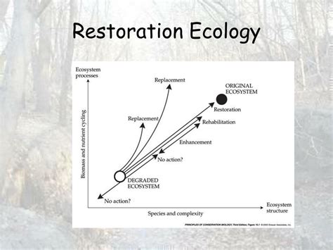 Ppt Restoration Ecology Powerpoint Presentation Free Download Id